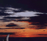 les dauphins